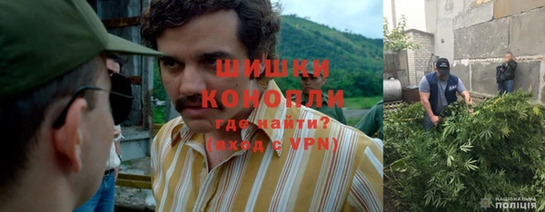 прущие грибы Елизово